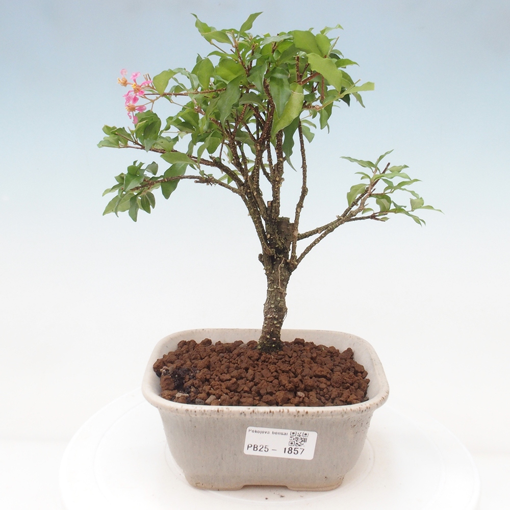 Bonsai pokojowe - Malpighia coccigera - Wiśnia Barbdorska