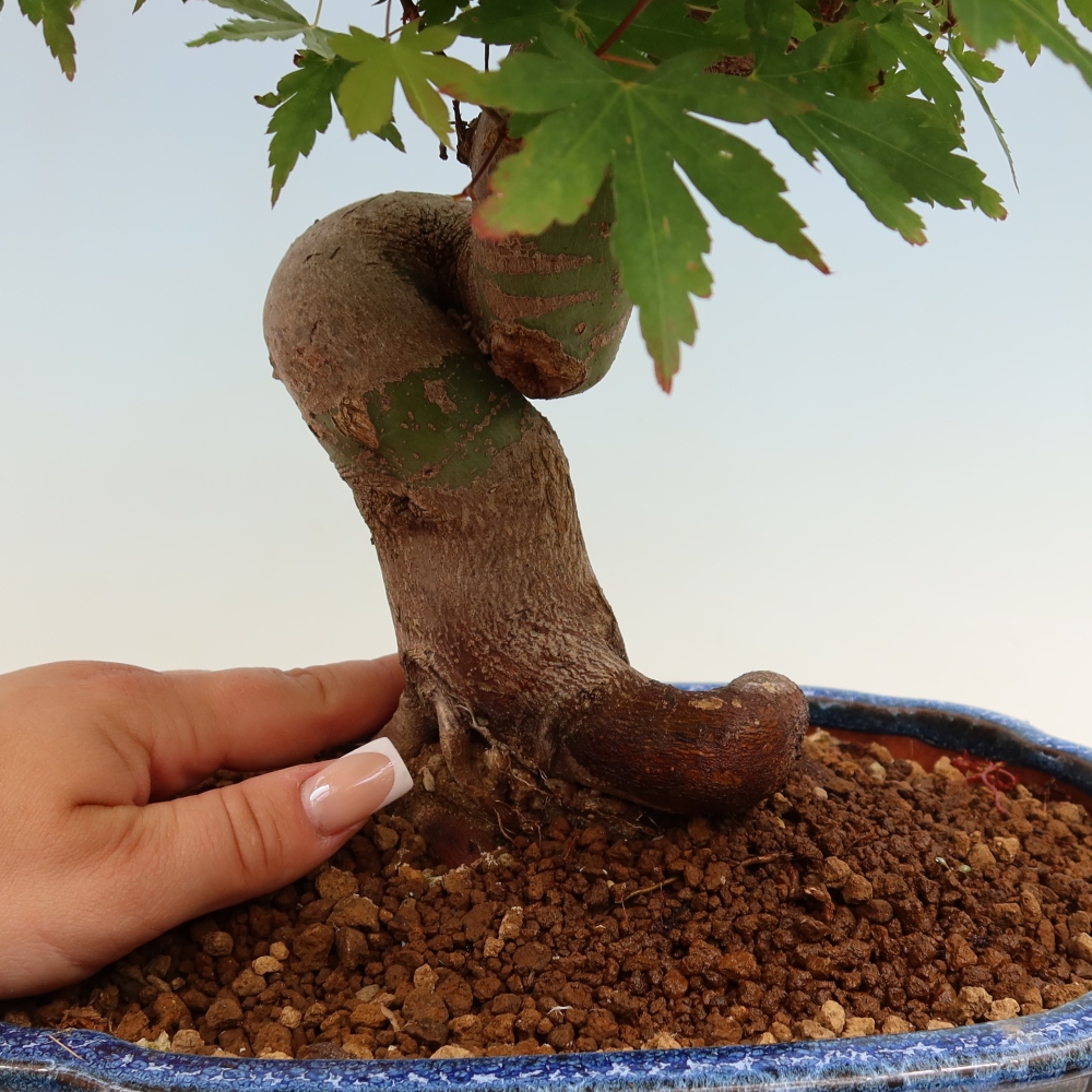 Outdoor bonsai - Klon burgeryjski - Acer burgerianum