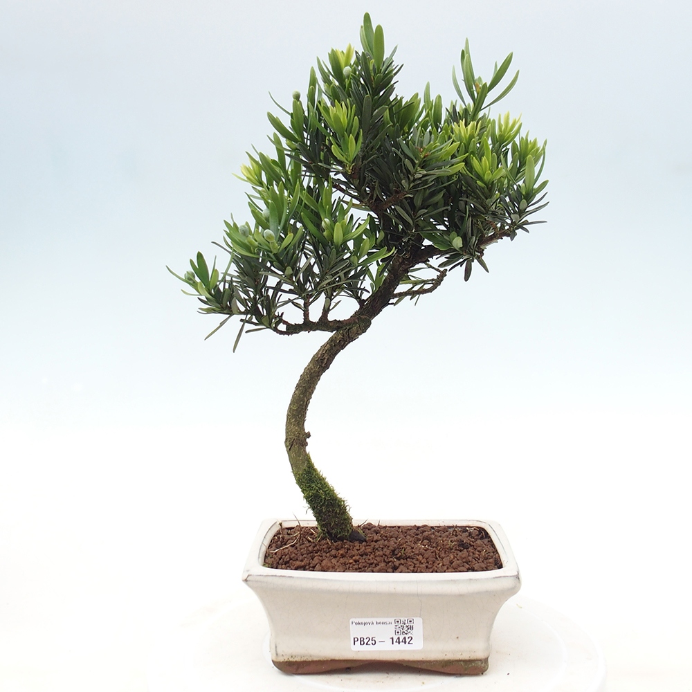 Kryty bonsai - Podocarpus - Kamień tys