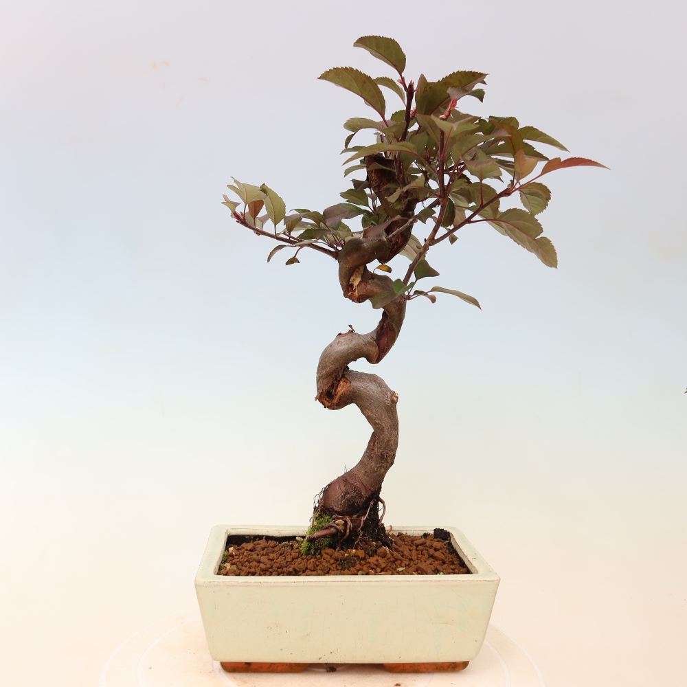Outdoor bonsai - Malus domestica - Jabłoń czerwonolistna o małych owocach