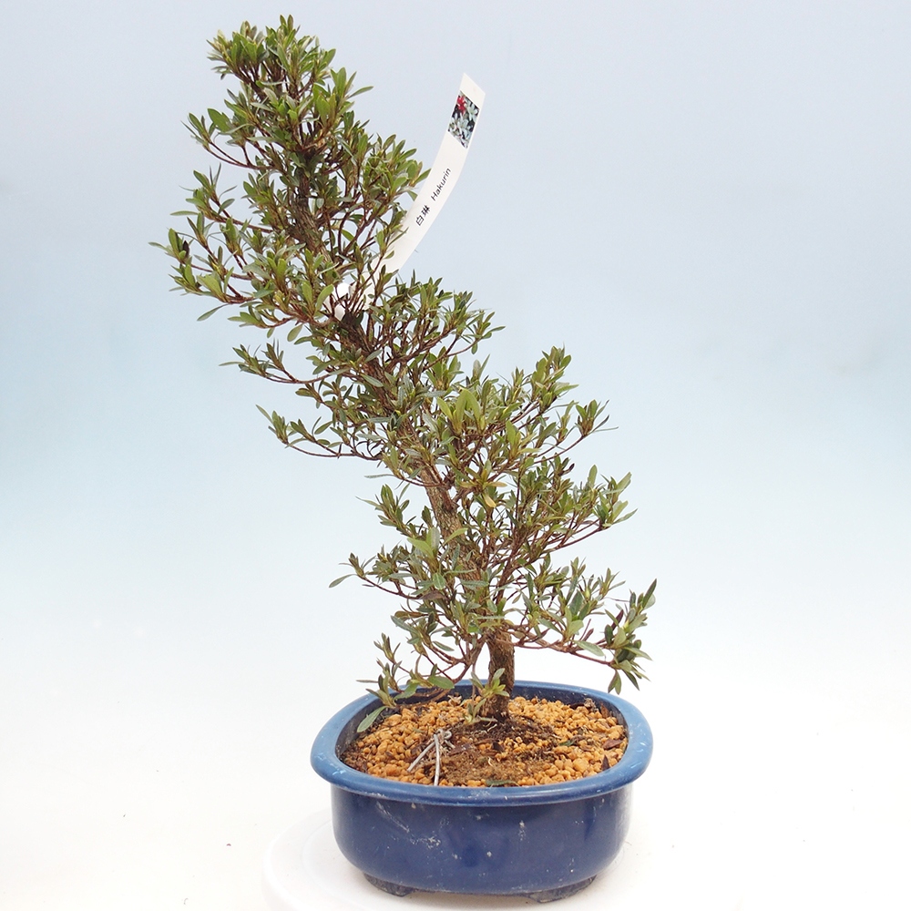 Bonsai zewnętrzne - Azalia japońska - Azalia Hakurin