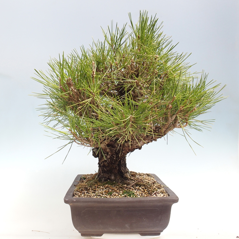 Outdoor bonsai - Pinus thunbergii - sosna Thunberga