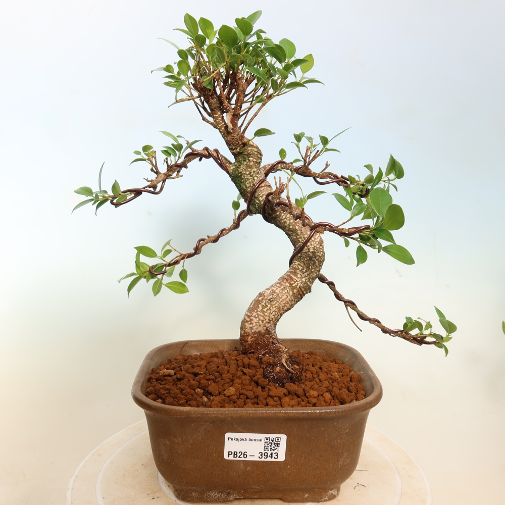 Pokój bonsai - Ficus kimmen - figowiec drobnolistny