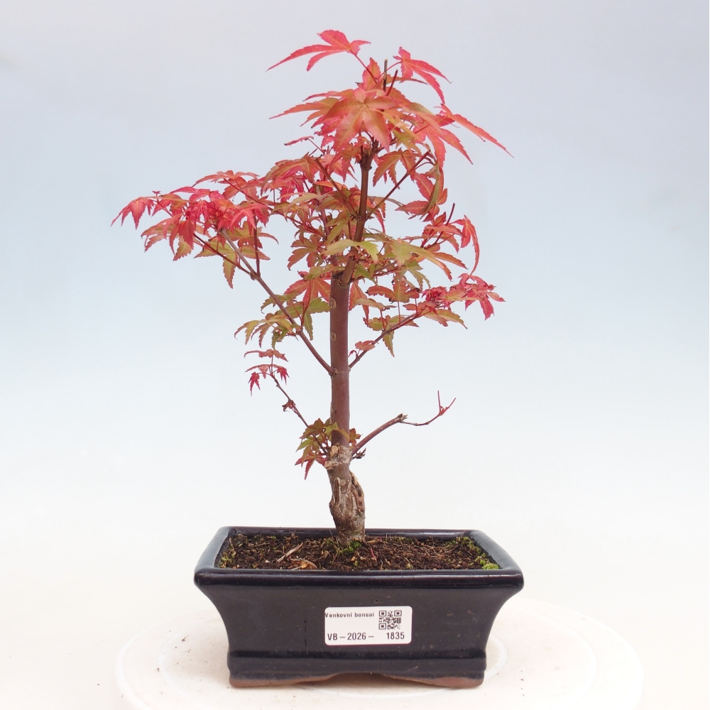 Outdoor bonsai - Acer palmatum DESHOJO