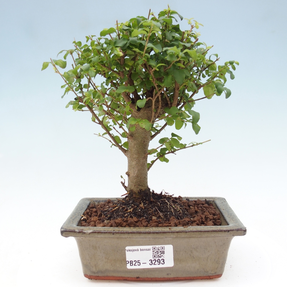 Pokój bonsai - Ligustrum chinensis - Dziób ptaka