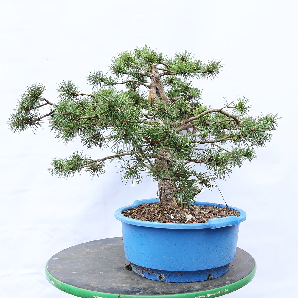Pinus sylvestris Hiszpania – sosna zwyczajna