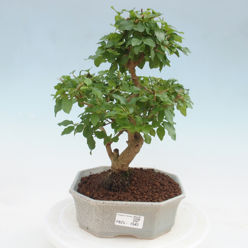 Indoor bonsai -Ligustrum chinensis - dziób ptaka