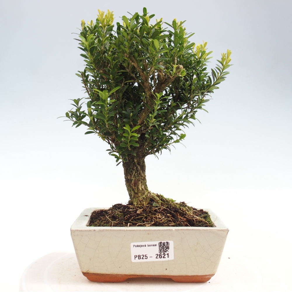 Pokój Bonsai - Buxus harlandii - Bukszpan korkowy
