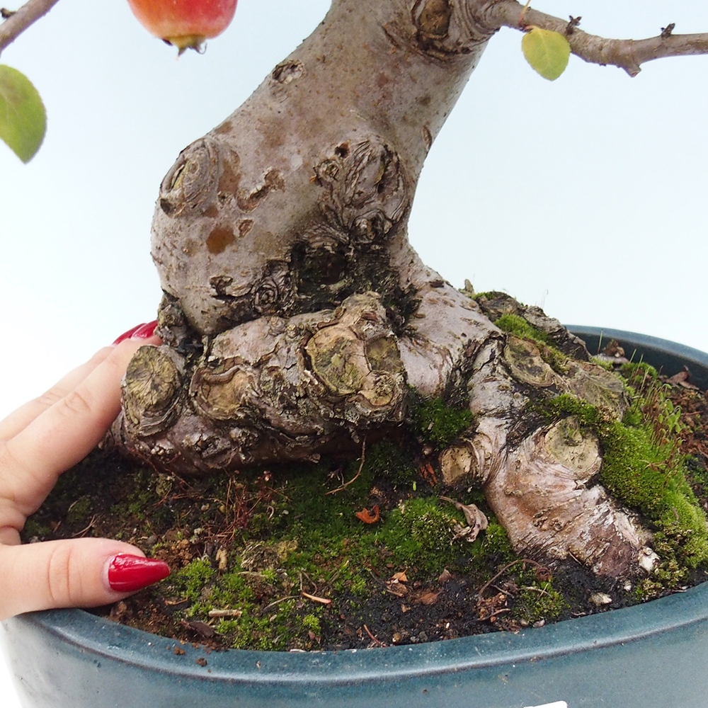 Bonsai plenerowe - Malus Halliana - Jabłoń drobnoowocowa