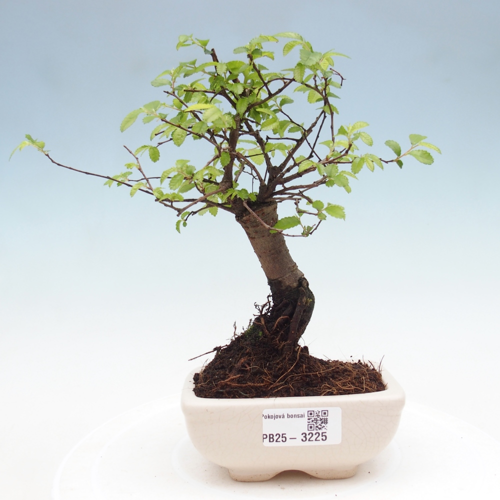 Pokój bonsai - Ulmus parvifolia - Wiąz drobnolistny