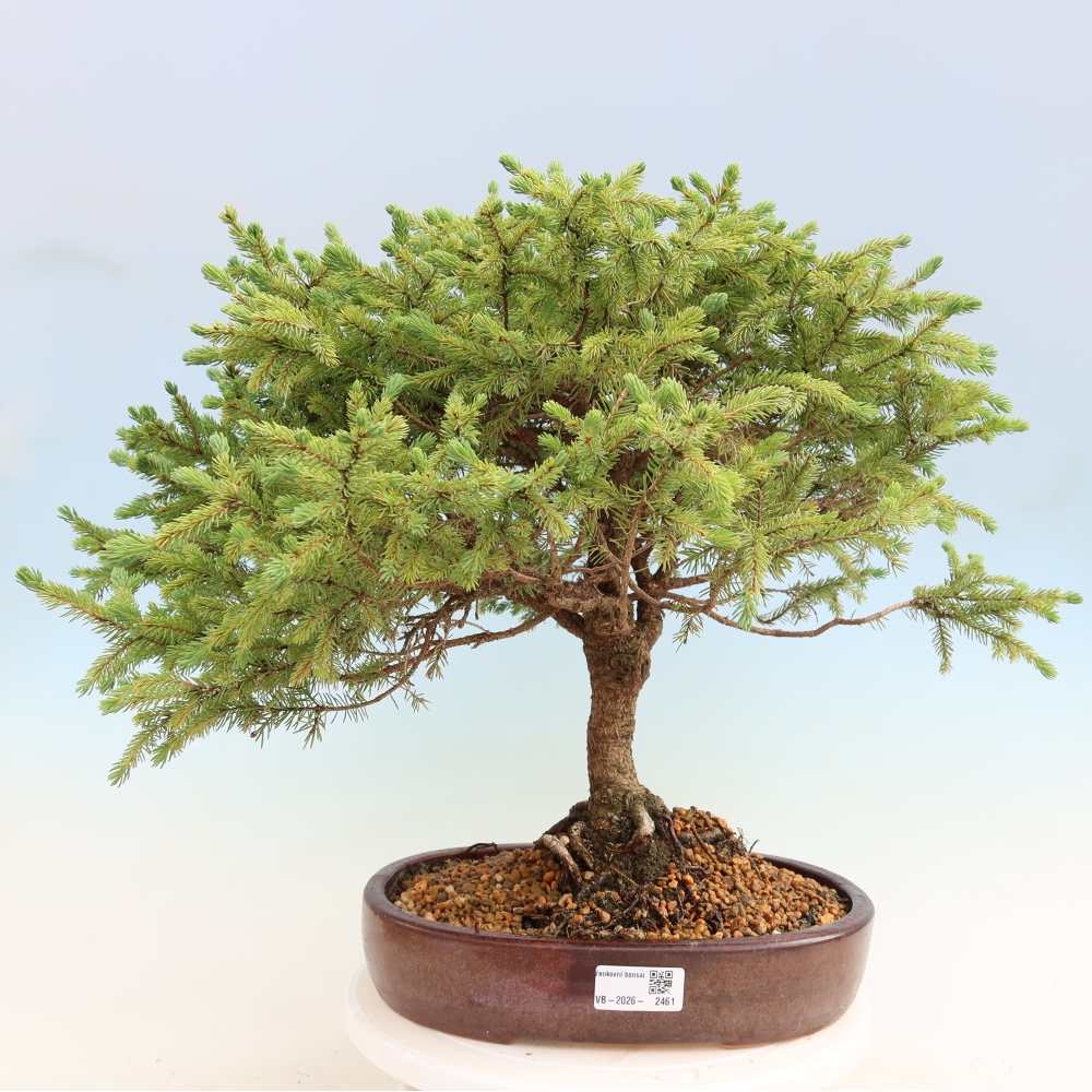 Bonsai ogrodowe – Picea glauca Echiniformis – Świerk szary