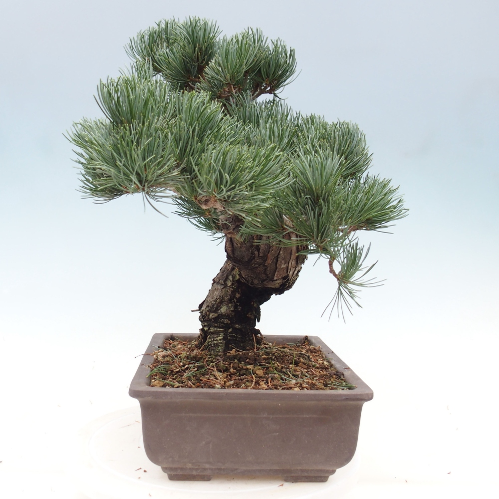Outdoor bonsai - Pinus parviflora - Mała sosna