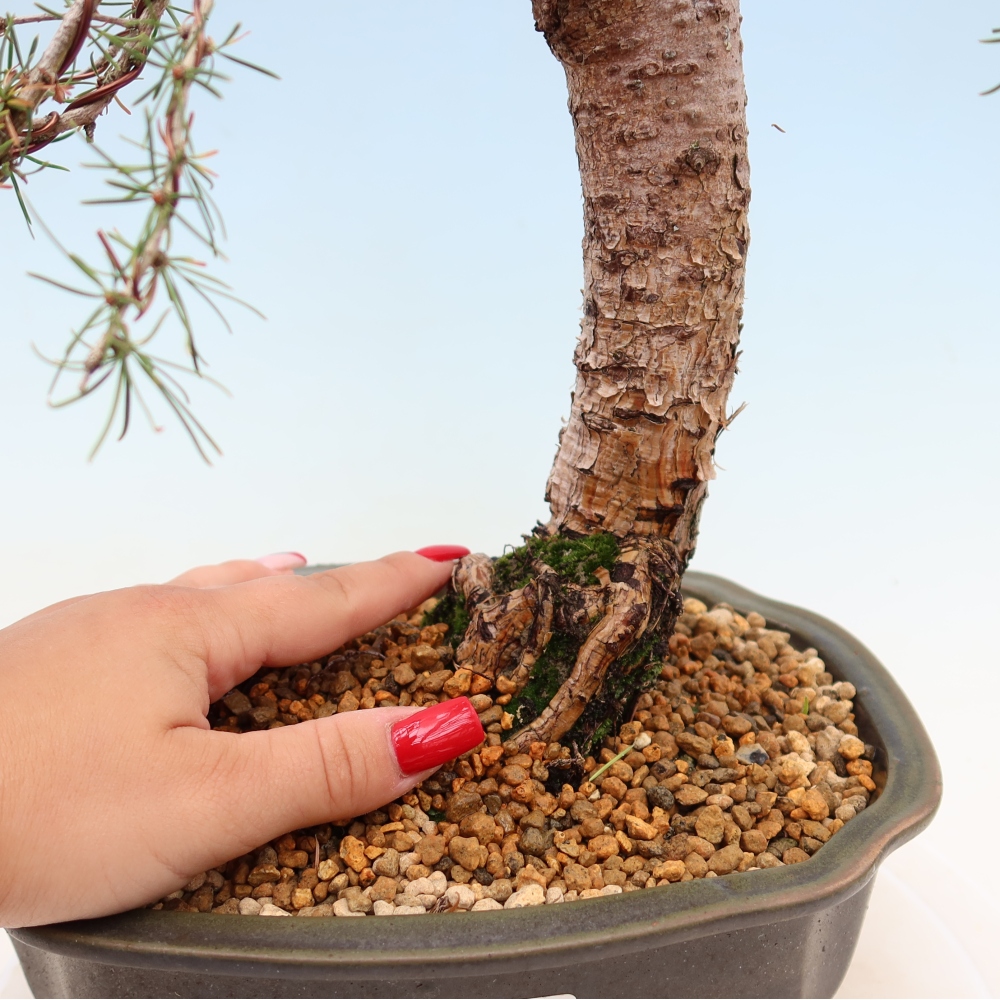 Bonsai zewnętrzne - Larix decidua - Modrzew