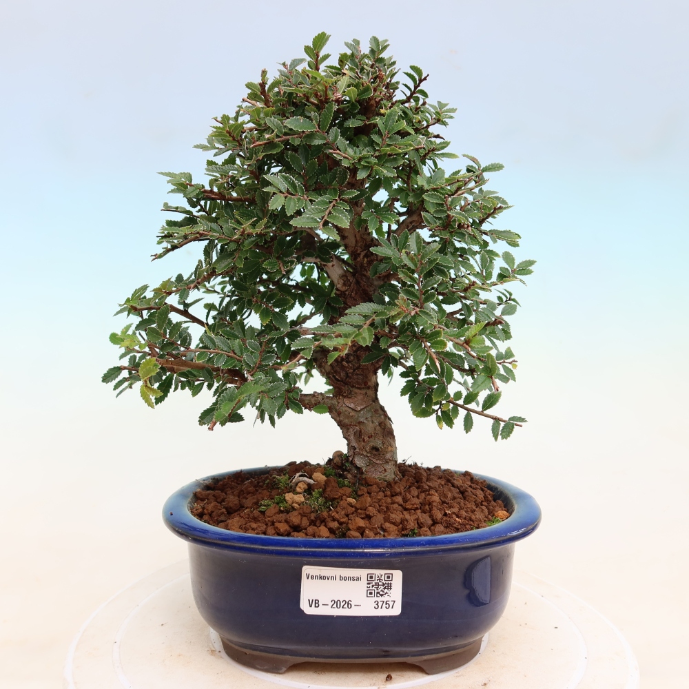 Bonsai zewnętrzne - Zelkova - Zelkova NIRE