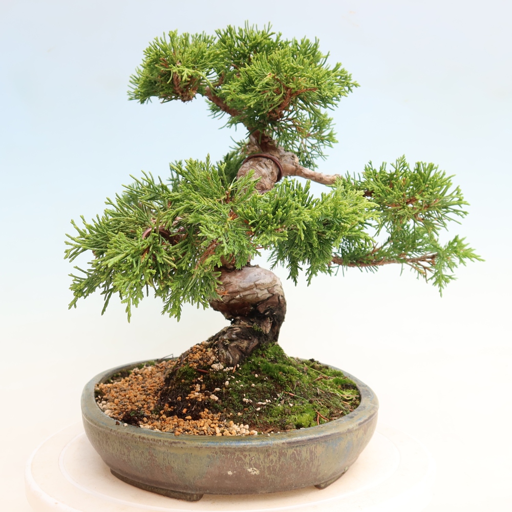 Bonsai ogrodowe – Juniperus chinensis Itoigawa – jałowiec chiński