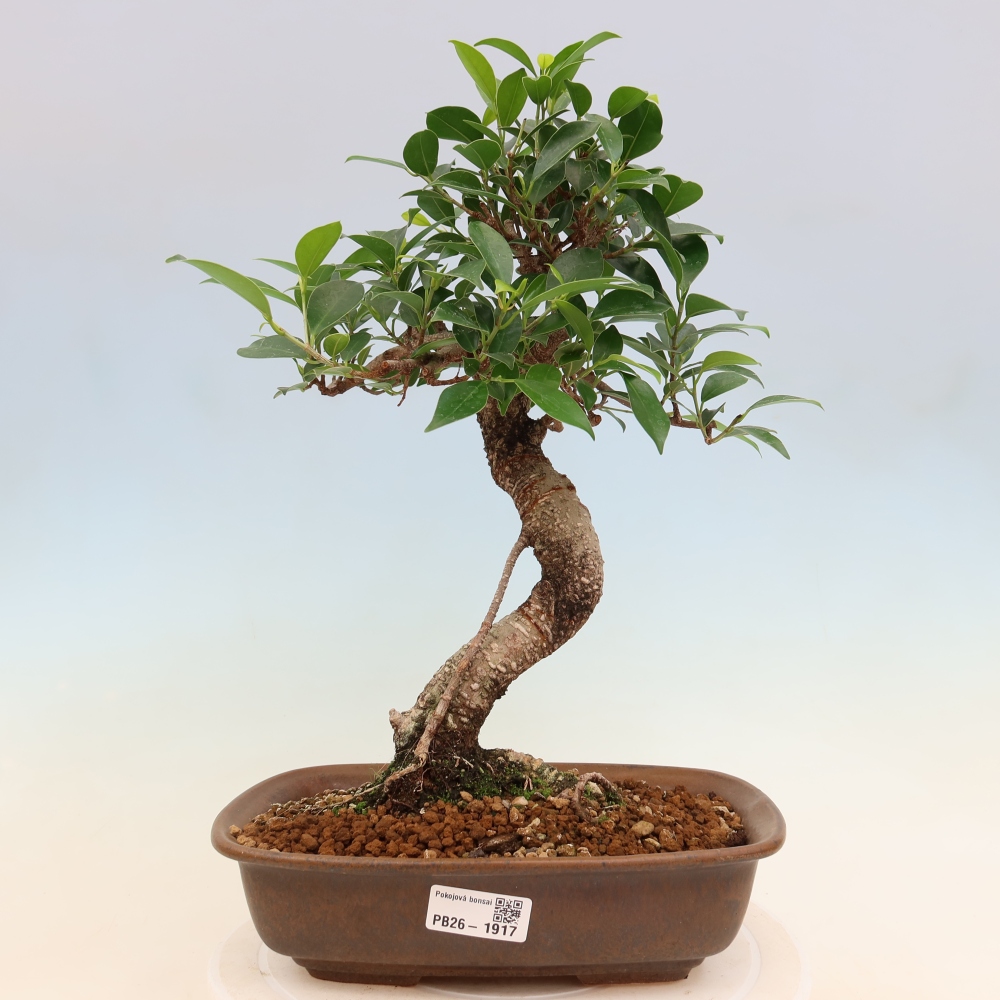 Pokój bonsai - Ficus kimmen - figowiec drobnolistny