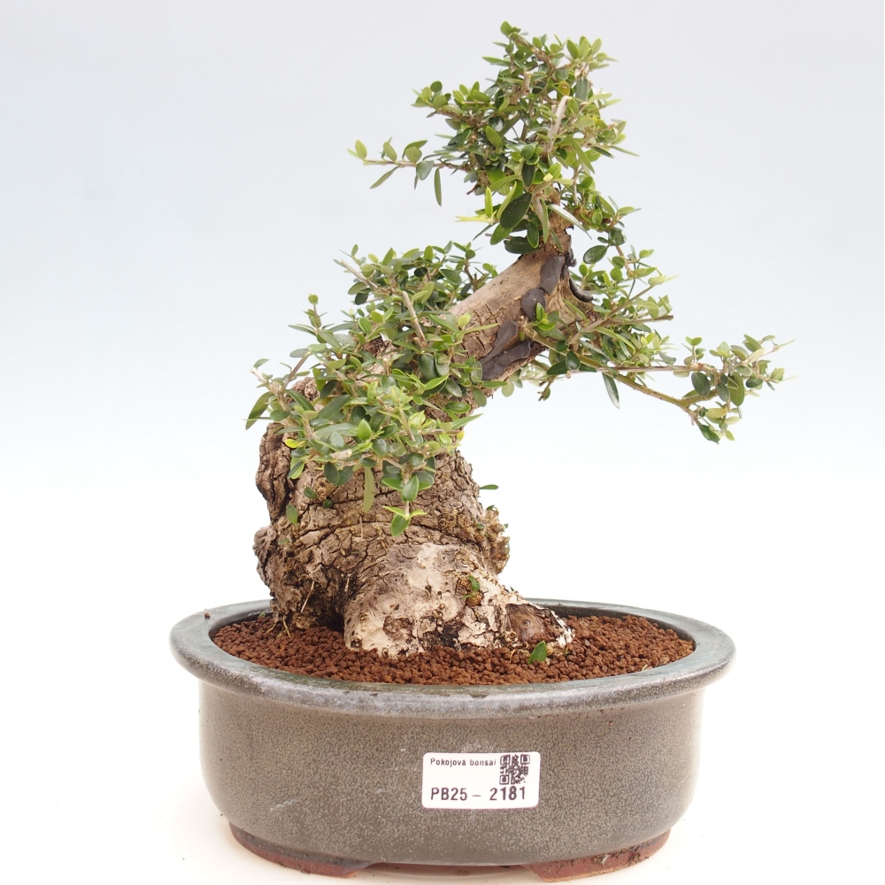 Kryte bonsai - Olea europaea sylvestris - Europejska oliwa z małych liści