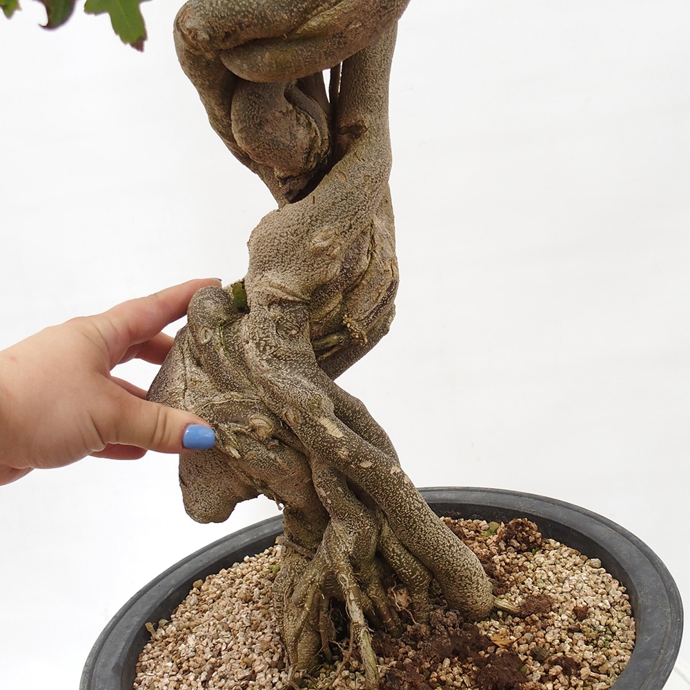 Outdoor bonsai - Maple Buergerianum - Burger Maple