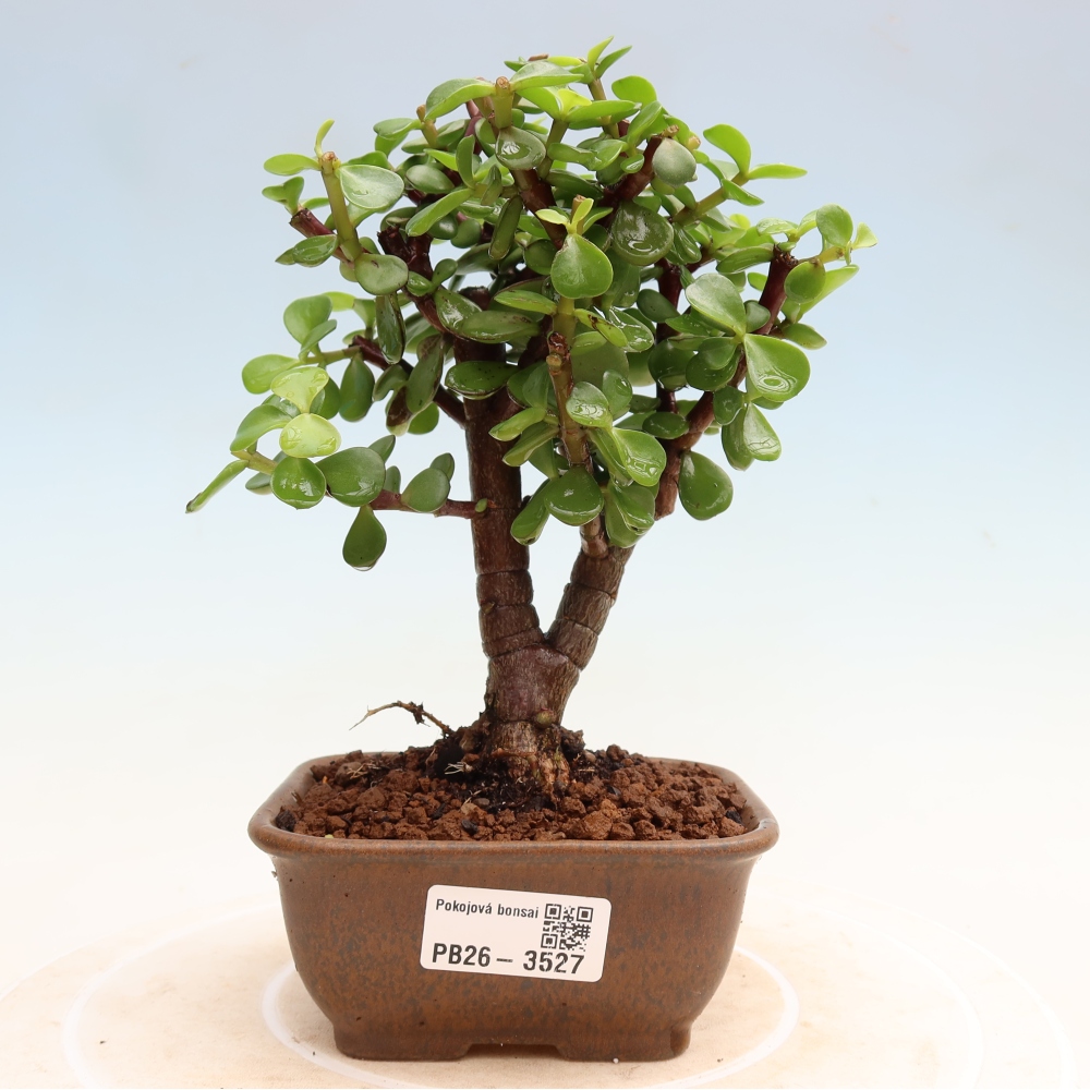 Pokój bonsai - Portulakaria Afra - Tlustice