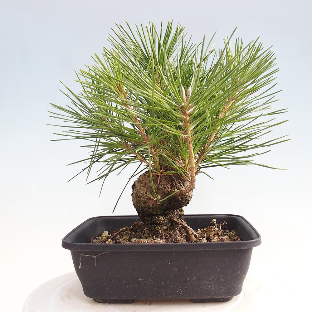 Outdoor bonsai - Pinus thunbergii - sosna Thunberga