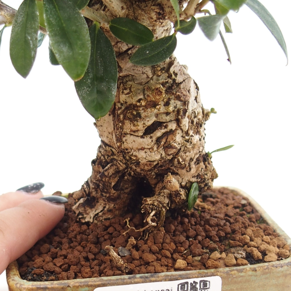 Kryte bonsai - Olea europaea sylvestris - Europejska oliwa z małych liści