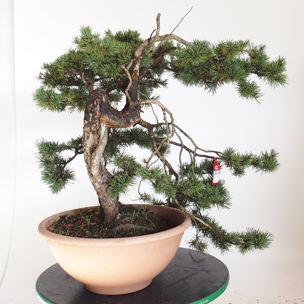 Yamadori - Pinus sylvestris Hiszpania