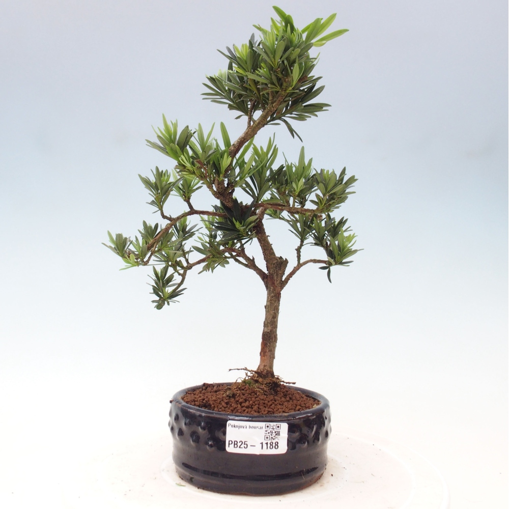 Kryty bonsai - Podocarpus - Kamień tys
