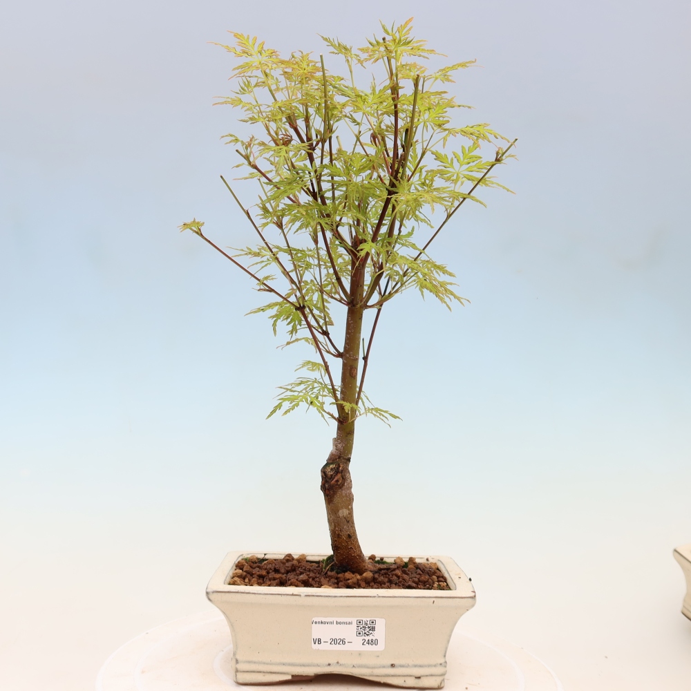 Bonsai ogrodowe – Acer palmatum Dissectum – klon palmowy 