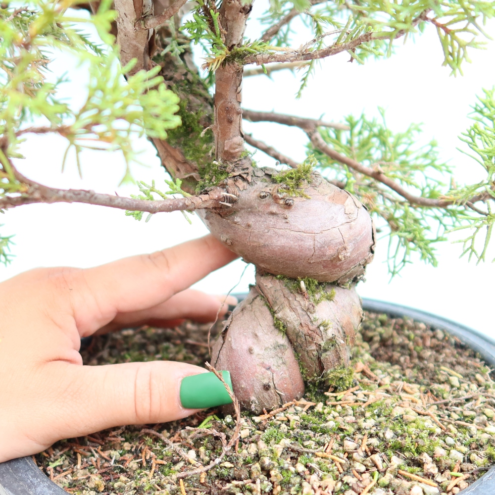 Bonsai ogrodowe – Juniperus chinensis Itoigawa – jałowiec chiński