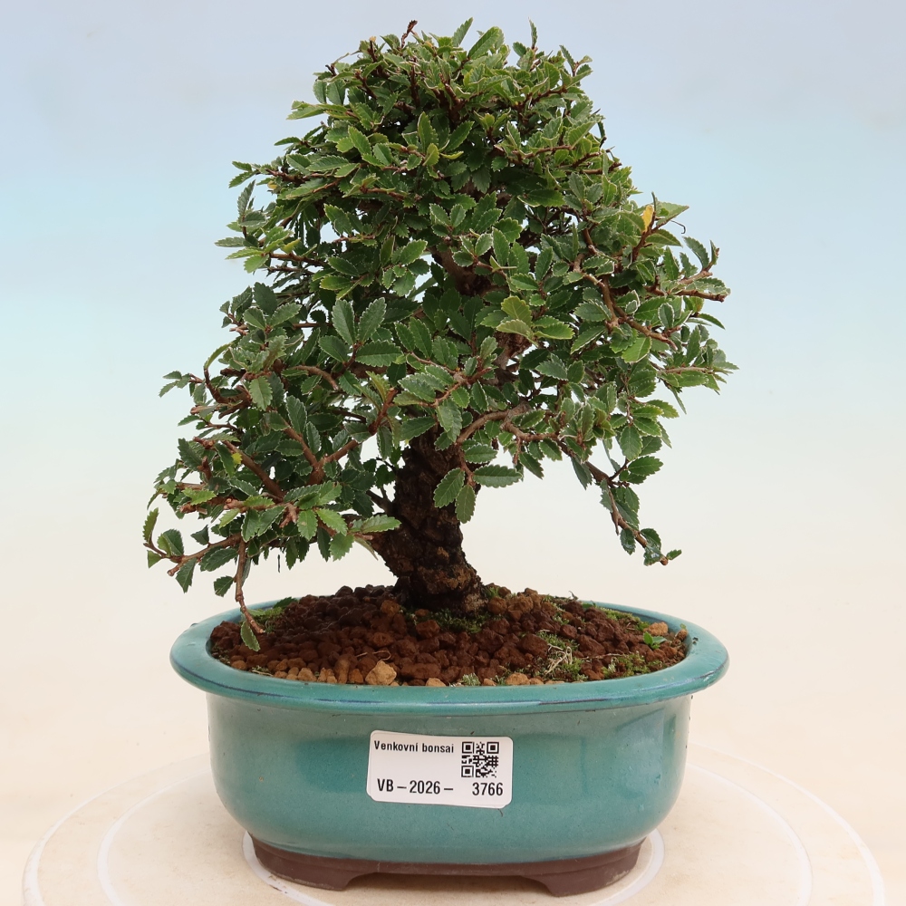 Bonsai zewnętrzne - Zelkova - Zelkova NIRE