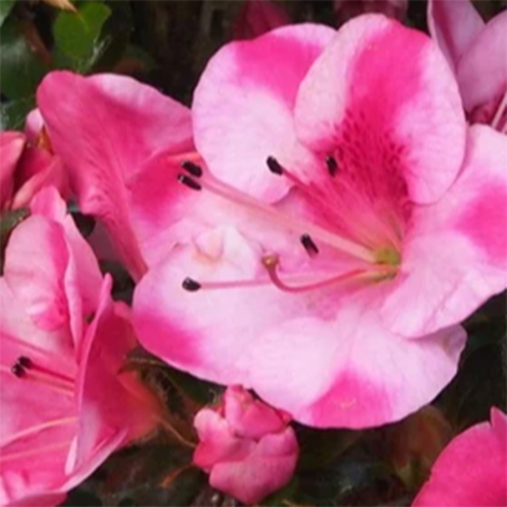 Bonsai zewnętrzne - Azalia japońska - Azalia Kobai