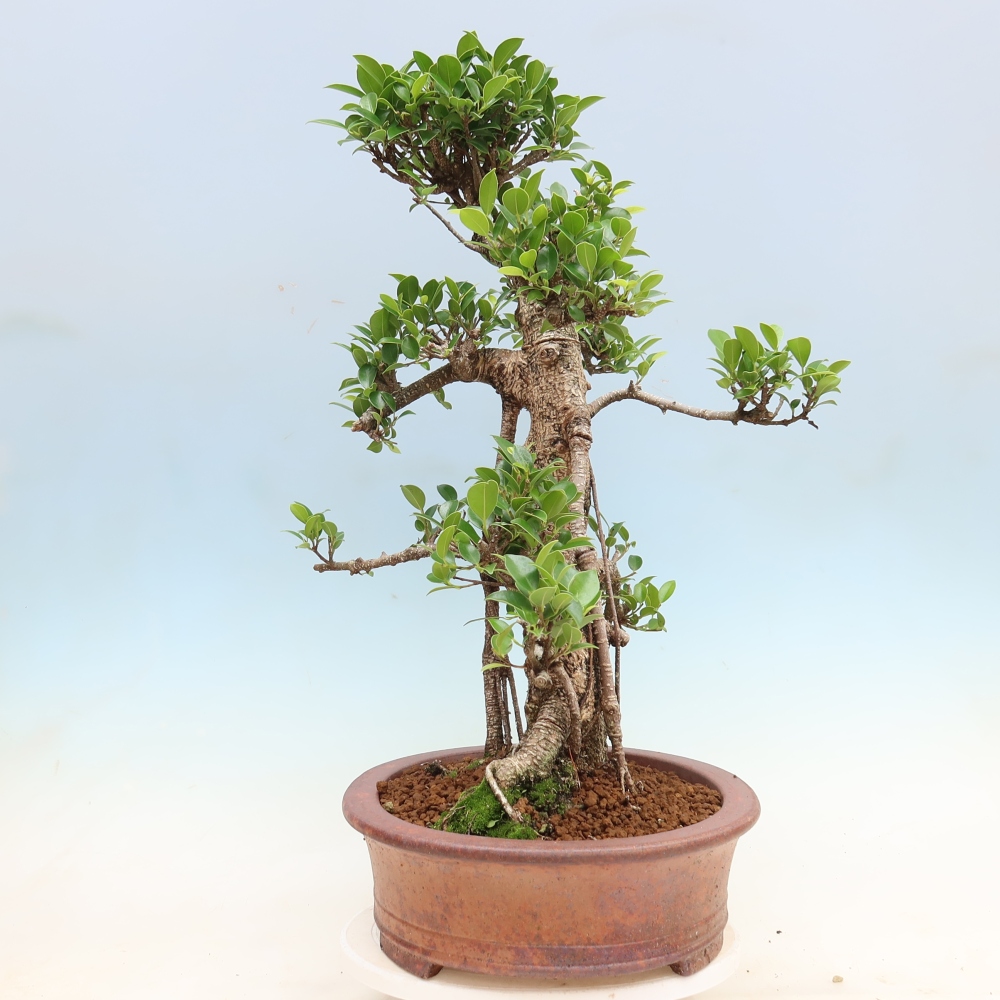 Pokój bonsai - Ficus kimmen - figowiec drobnolistny
