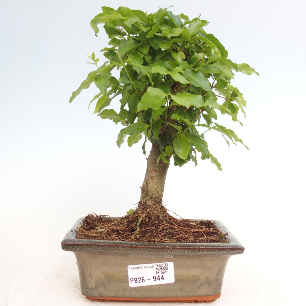 Pokój bonsai - Ligustrum chinensis - Dziób ptaka