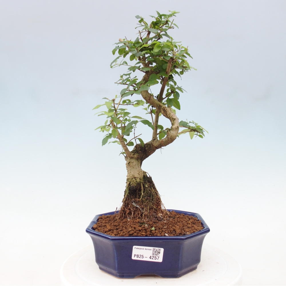 Pokój bonsai - Ligustrum chinensis - Dziób ptaka