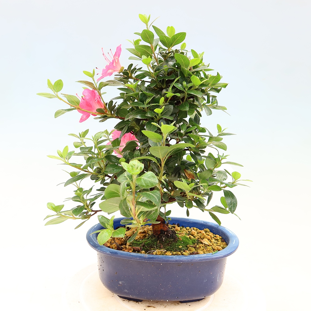 Bonsai zewnętrzne - Azalia japońska - Azalia Kobai