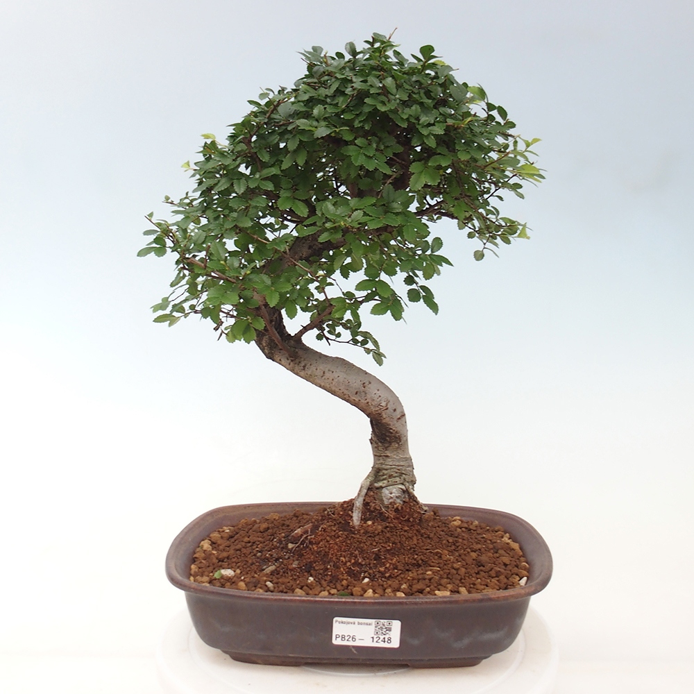 Pokój bonsai - Ulmus parvifolia - Wiąz drobnolistny
