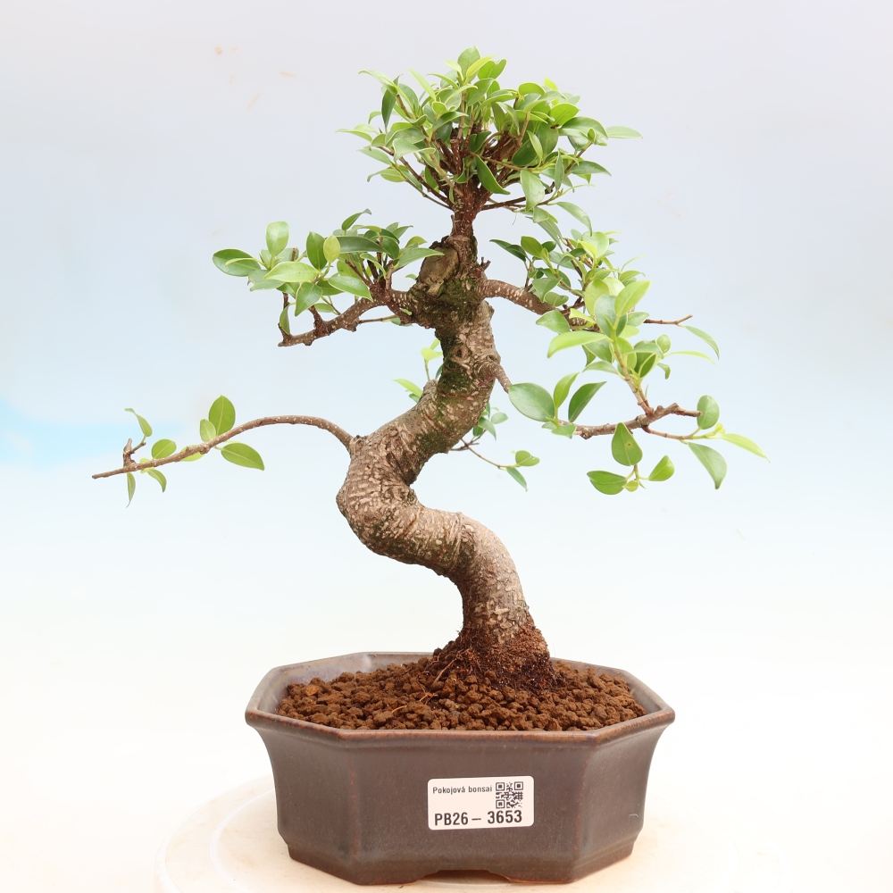 Pokój bonsai - Ficus kimmen - figowiec drobnolistny