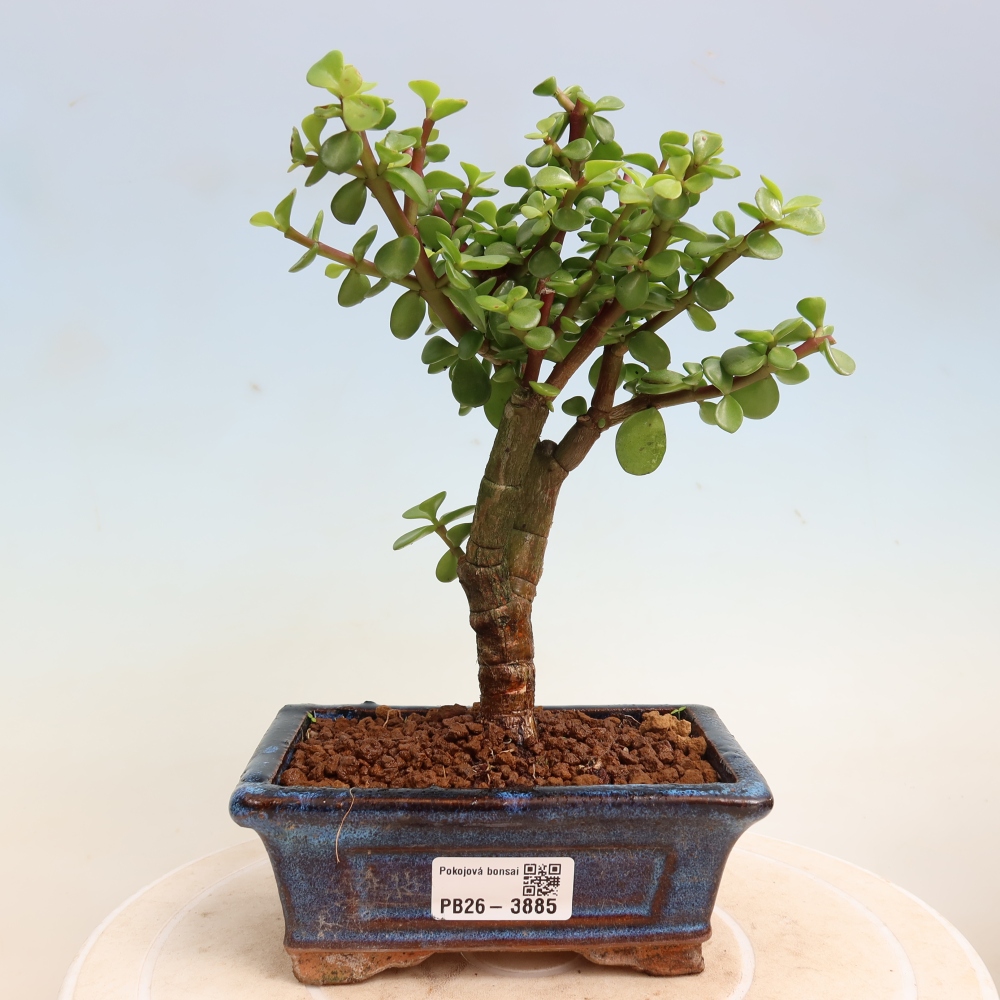 Pokój bonsai - Portulakaria Afra - Tlustice
