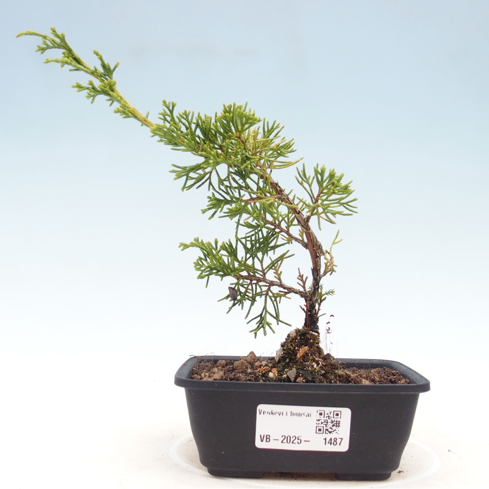 Outdoor bonsai - Juniperus chinensis Itoigawa - Jałowiec chiński