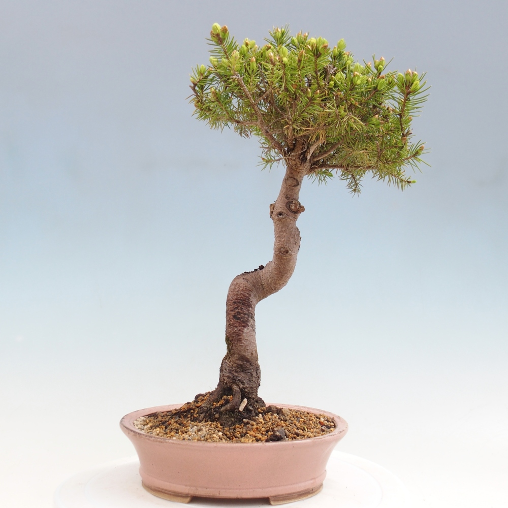 Outdoor bonsai - Świerk pospolity - Picea glauca globe