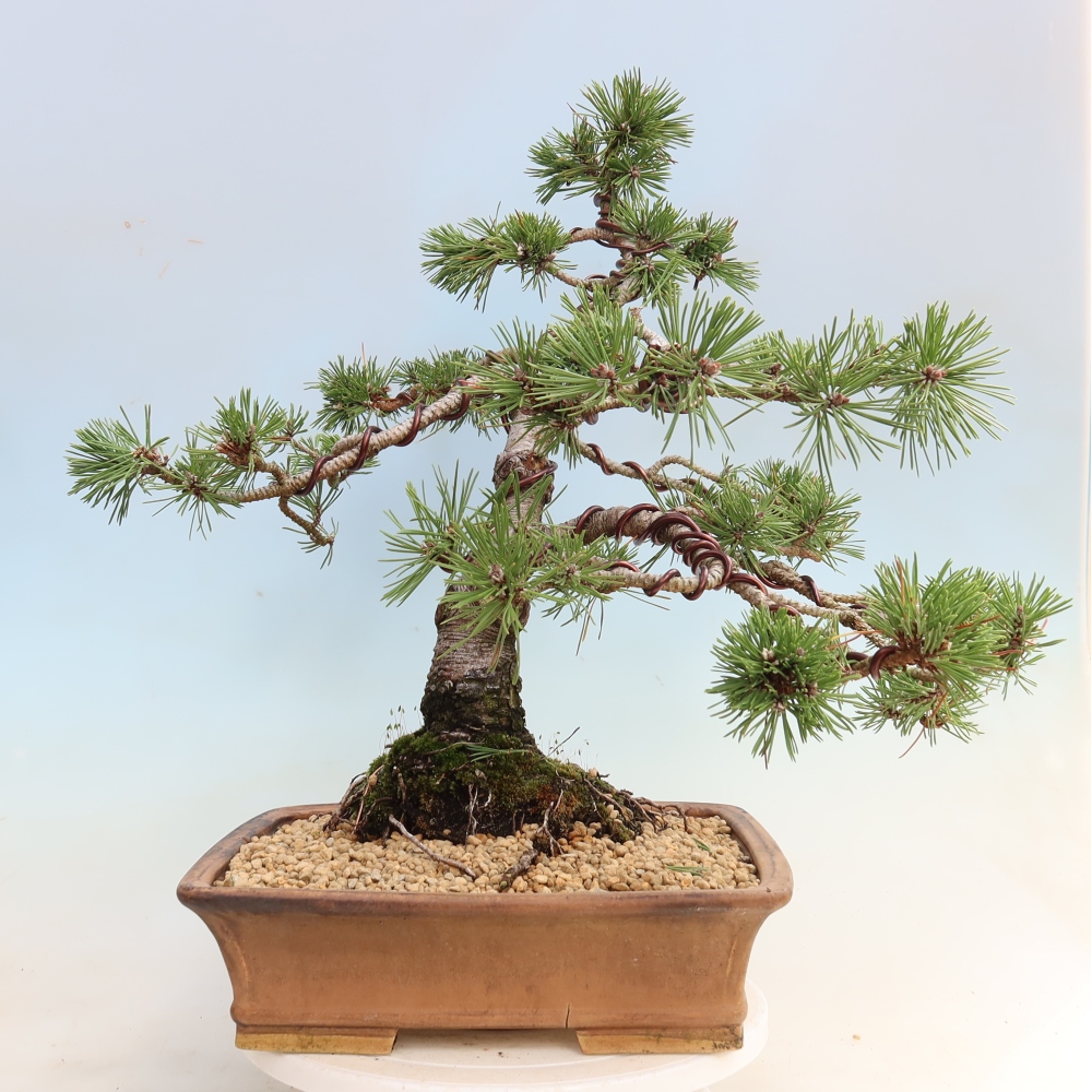 Bonsai ogrodowe – Pinus mugo Humpy – sosna karłowata
