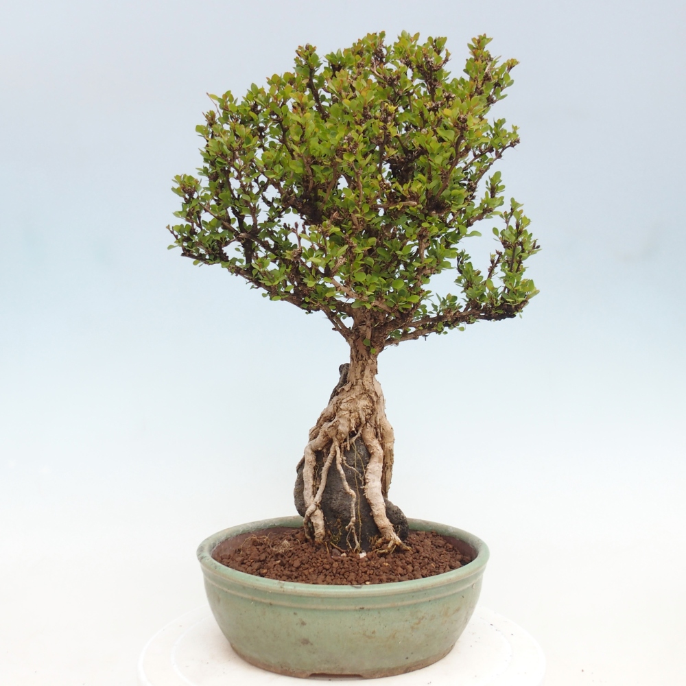 Bonsai zewnętrzne - Berberis coreana