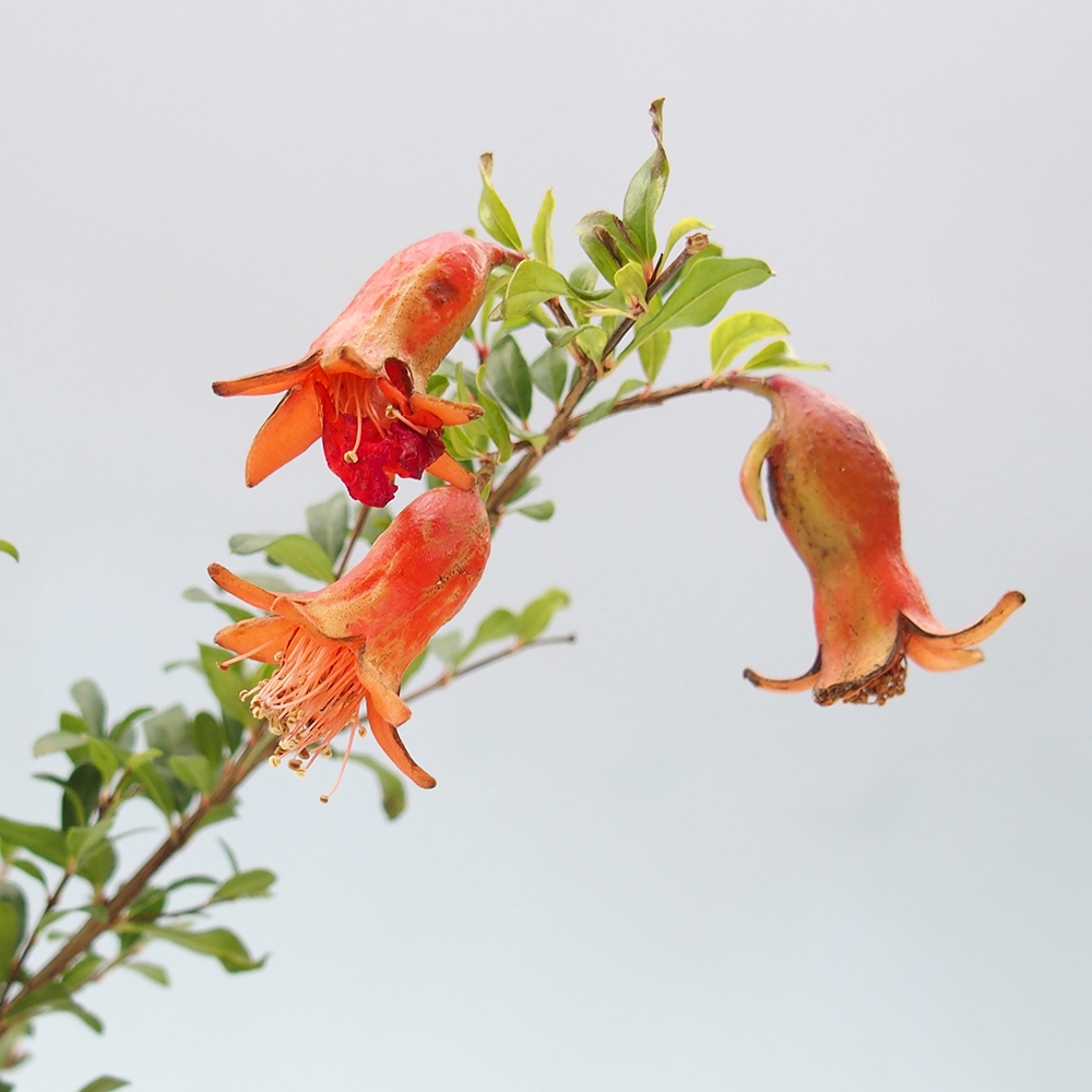 Pokój bonsai-Punica granatum -Granat