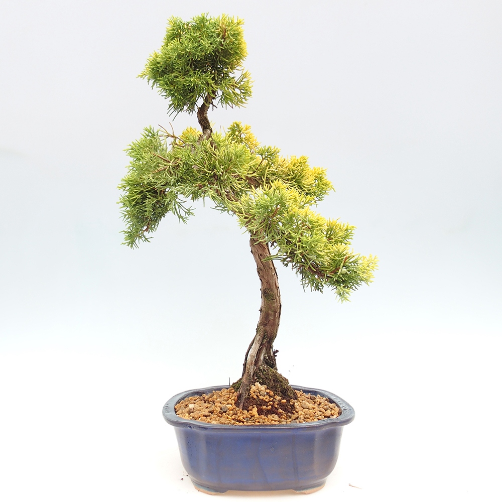 Bonsai plenerowe - Juniperus chinensis plumosa aurea - chiński jałowiec złoty