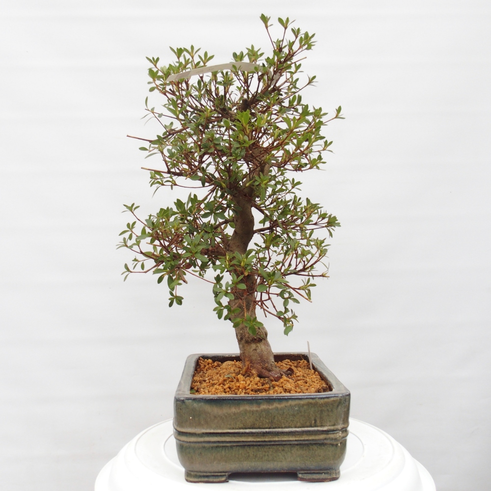 Bonsai zewnętrzne - Azalia japońska - Azalia Rin