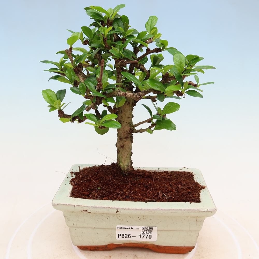 Bonsai pokojowe - Carmona macrophylla - Tea fuki