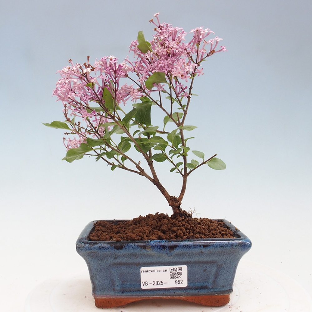 Bonsai zewnętrzne - Syringa Meyeri Palibin - Liliowy Meyera