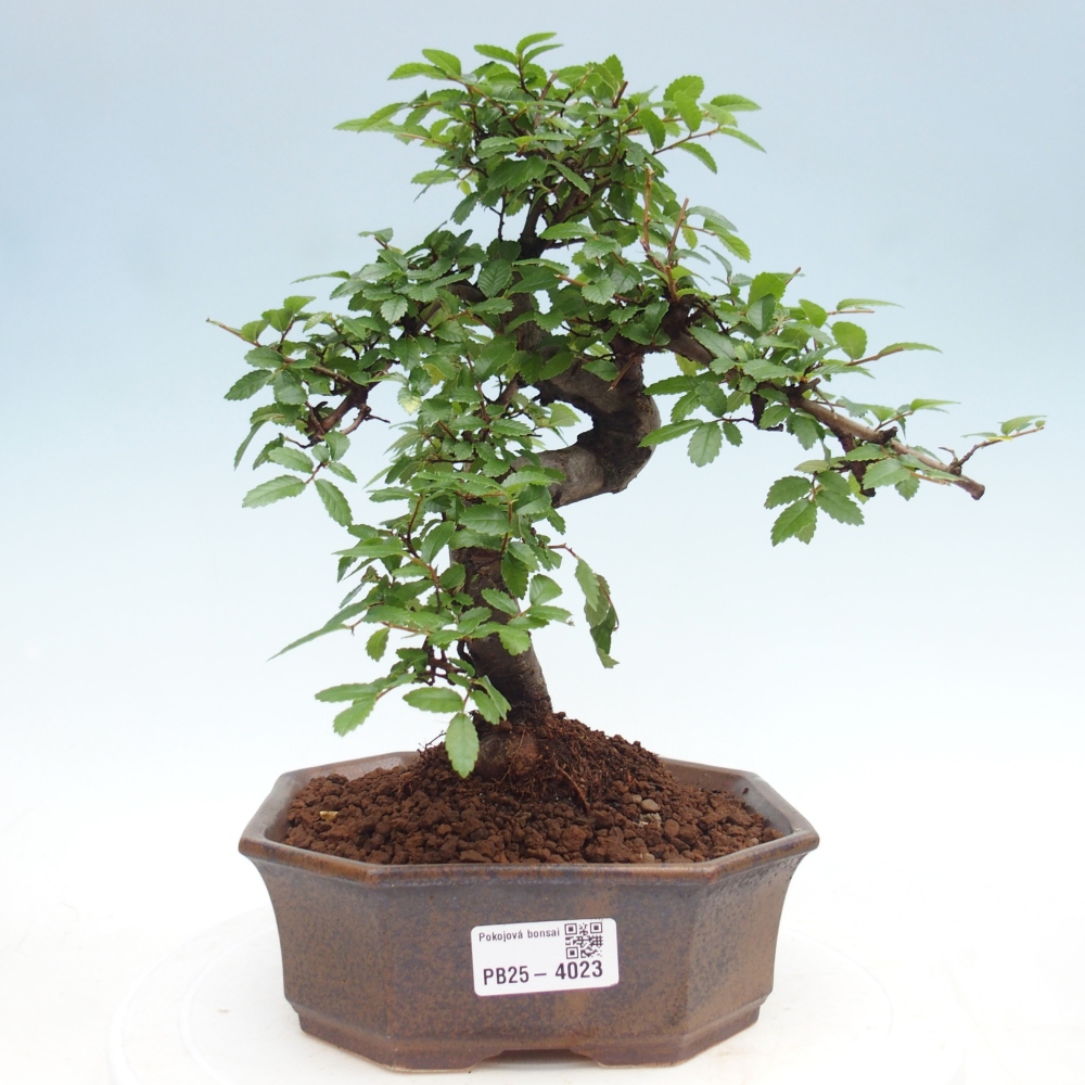 Pokój bonsai - Ulmus parvifolia - Wiąz drobnolistny