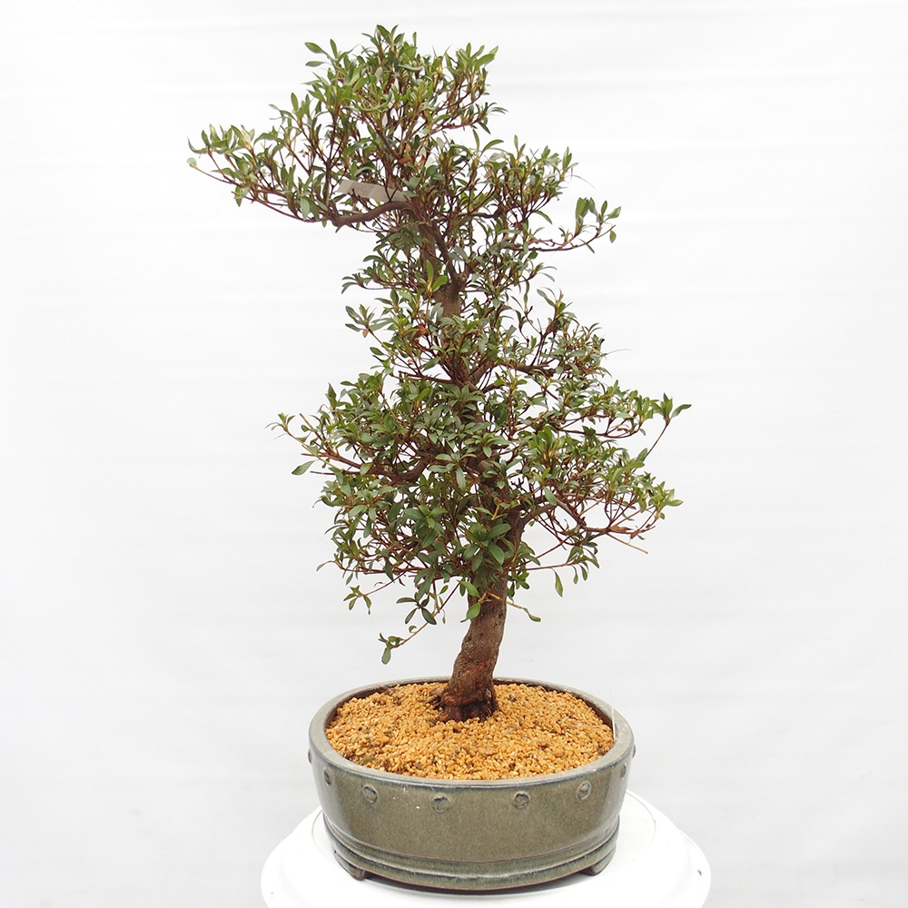 Bonsai zewnętrzne - Azalia japońska - Azalia CHIHIRO