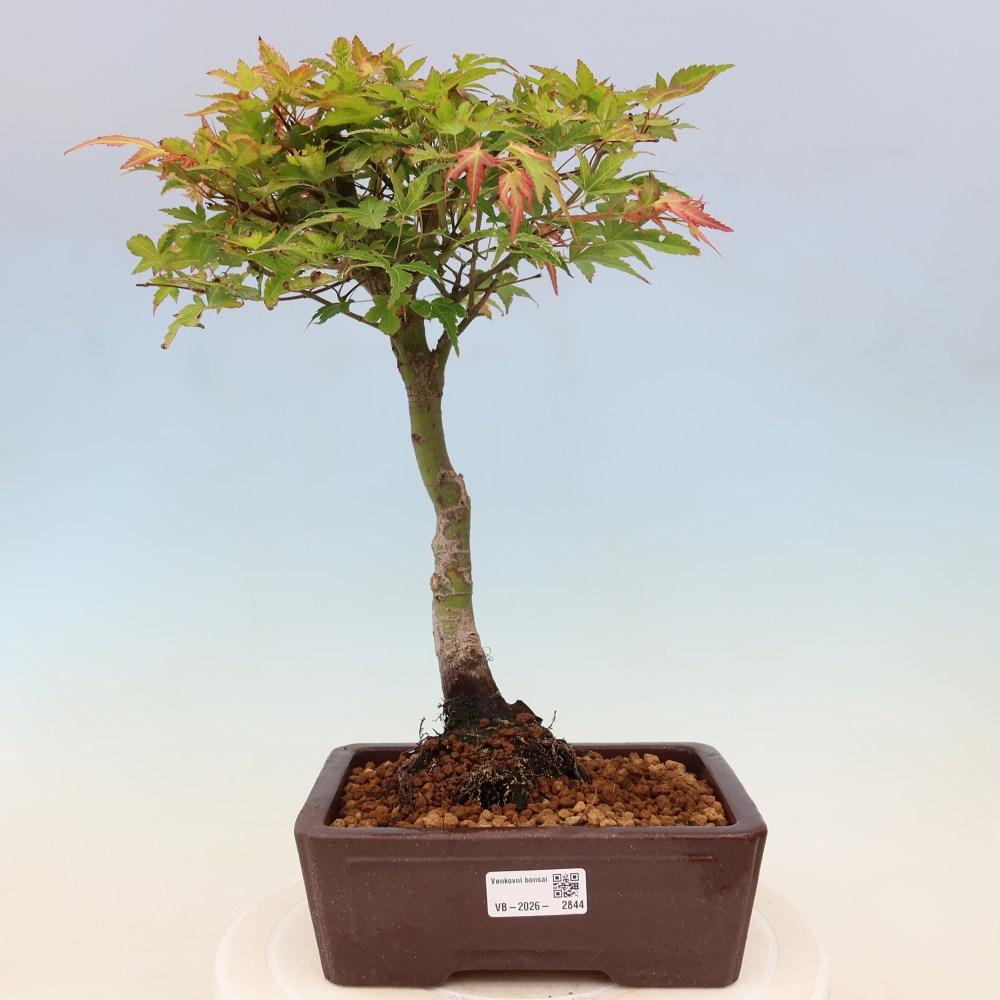 Klon pospolity - Acer palmatum Beni Tsukasa